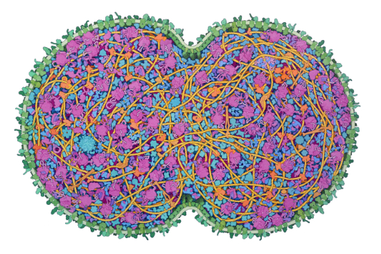 jcvi-syn3a-minimal-cell by David S. Goodsell